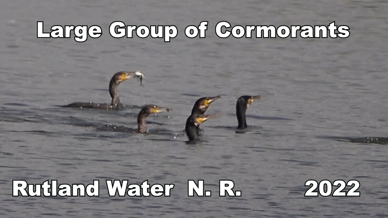 Cormorant's Hunting in a Group 2022 YouTube
