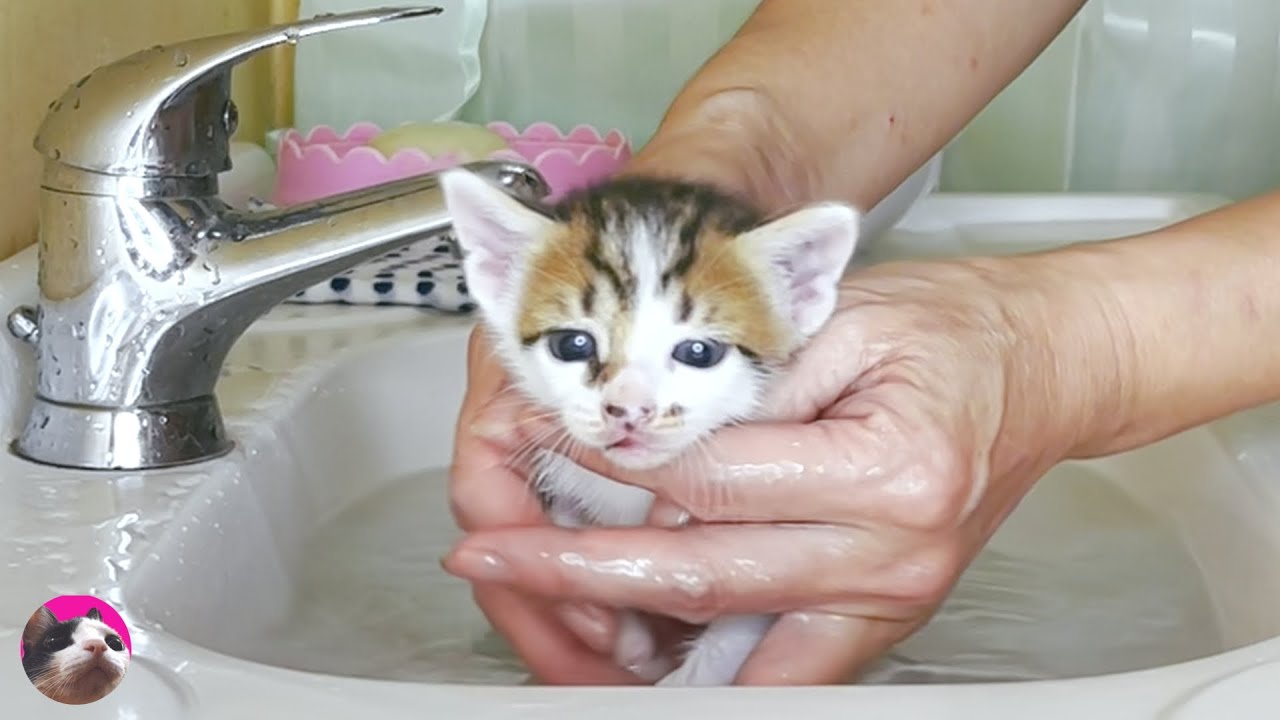Удивительно милое и умное первое купание бездомного котенка