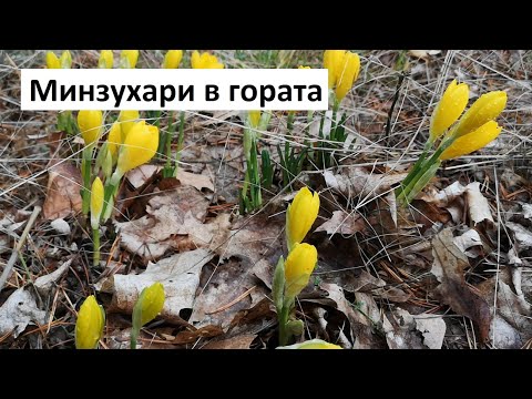 Видео: Как се изписва цвете на минзухар?