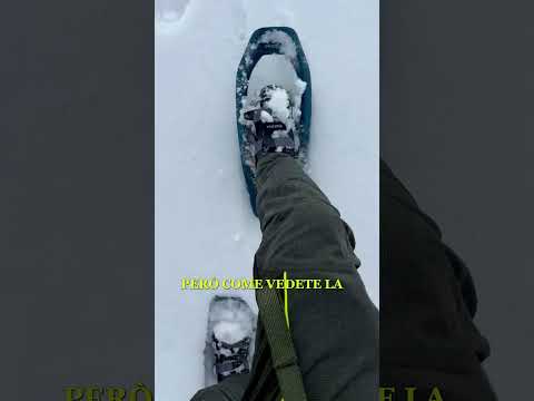 Snowshoeing into the Forest for Project Birdwatching: Refilling the Birdhouses! #wildlife