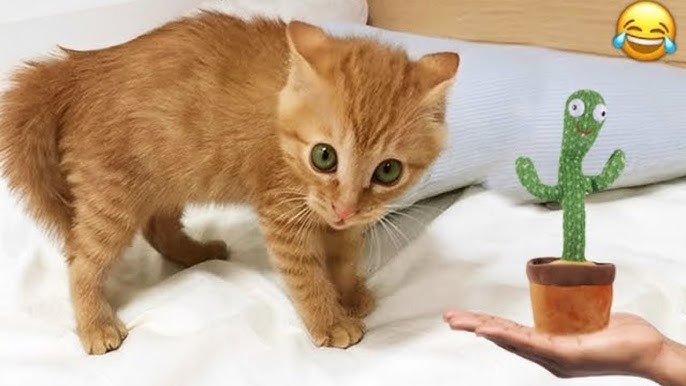 Oyoqlar orasidagi katta boshliq porno Yulduzlarning jinsiy hazillari onlayn