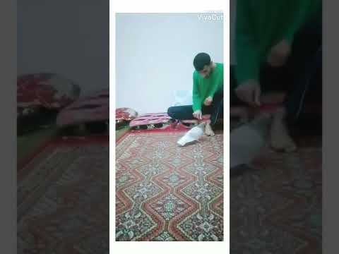 عشنا العمر نربي حمام بس نسينا نقوم غيه