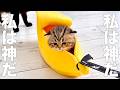猫神様【アフレコ】