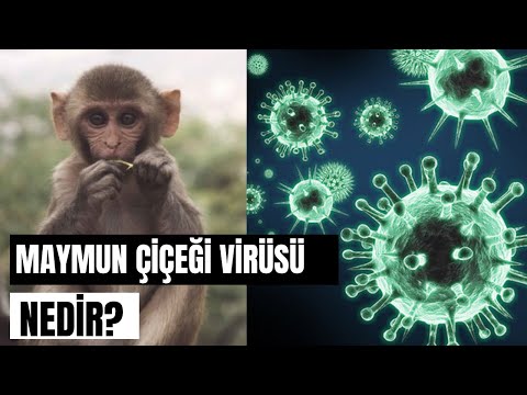 Maymun Çiçeği virüsü nedir, nasıl bulaşır ve belirtileri neler?