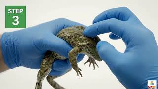 Experiment to observe the contraction in the shin muscle of frog | Exp 27 Bio 10th