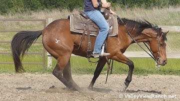 Snappy Style Tracker***For info, price, etc., go to our website*** ValleyViewRanch.net