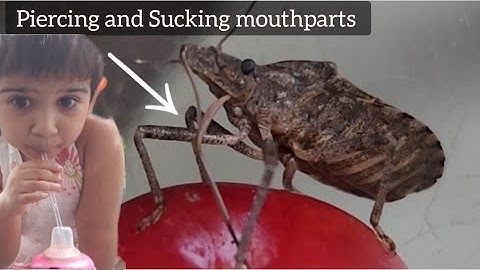 Rough Stink Bug Is A True Bug!! Demonstrate Mouthparts! Resembles Indian Spices!