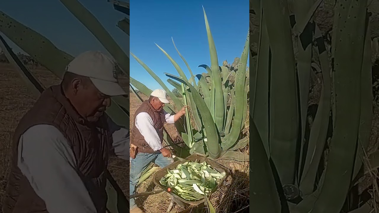 Preparando Los Magueyes Para Extraer El Aguamiel 
