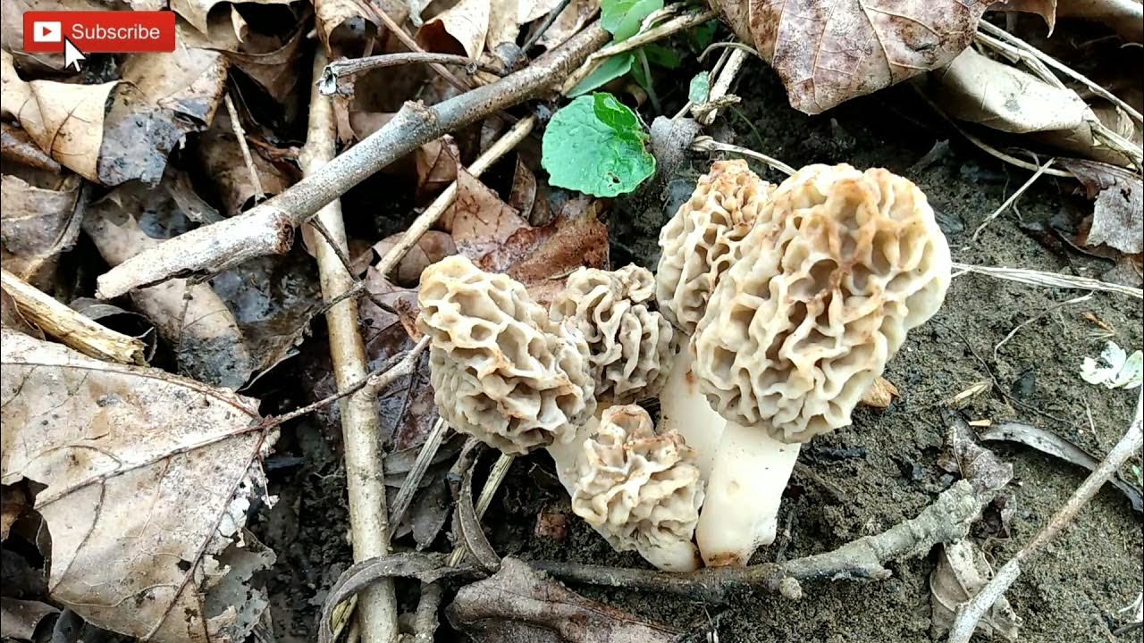 We Found 53 Yellow Morel Mushrooms Under Giant Sycamore Trees YouTube