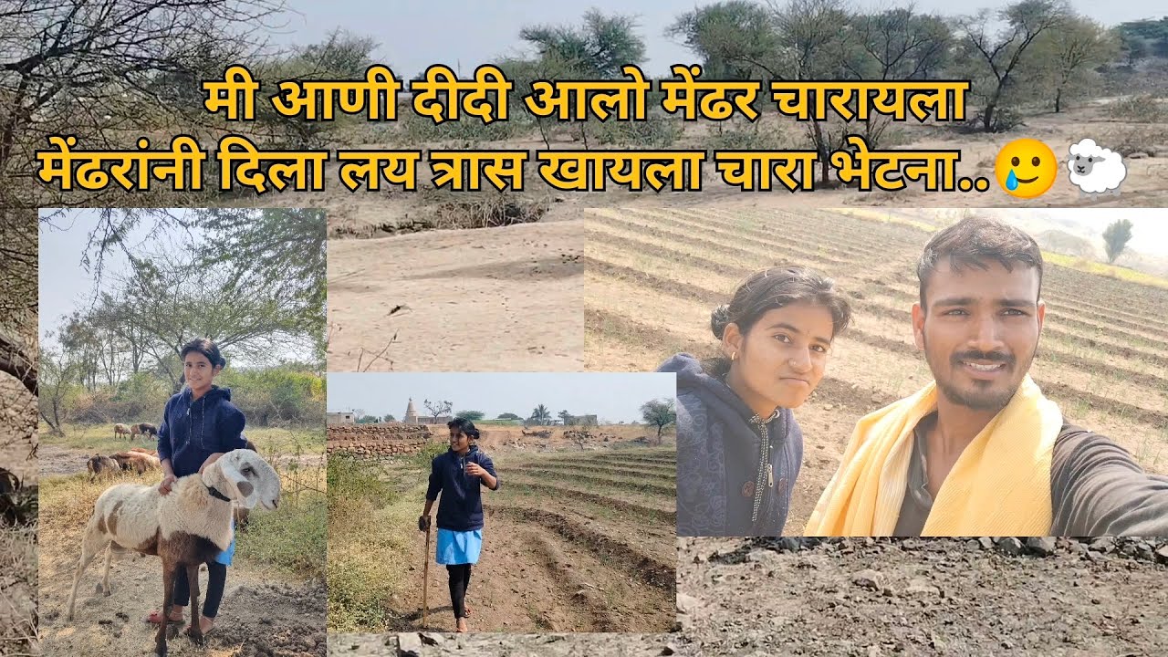 मेंढरांनी लय त्रास दिला ,चारा खायला भेटना..🥲🐏