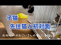 [野良猫親子] 子猫保護3 先住猫と初対面