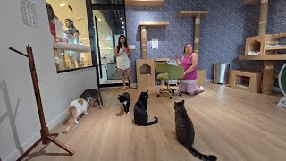 July 31, 2026 Kokoro Cat Cafe New York City Flushing Roosevelt #japan #chinese #korean #funny 