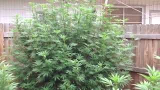 OMMP MASTER GROWER'S Pink Panther plant 8/12/13
