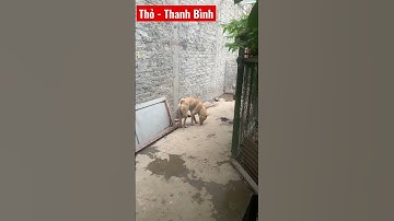 Hmong cộc màu vàng kem