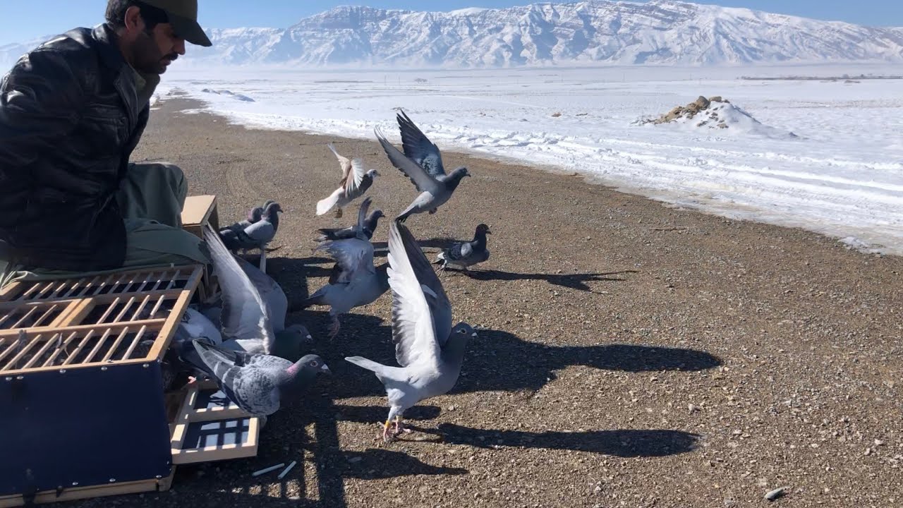 CHAMPION BPRA SEASON 2020 Marri Loft | Quetta Racing Pigeons | Pets Valley | Racer Kabutar