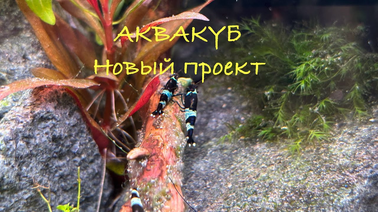 КРЕВЕТОЧНИК 30 литров😍 - YouTube