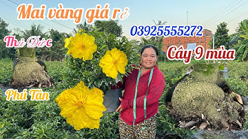 30/11 🌼 Gl mai vàng giá rẻ ☎️  03925555272 ( chị tư Liễu ) mai vàng chơi Tết 2026 hàng nụ đẹp 