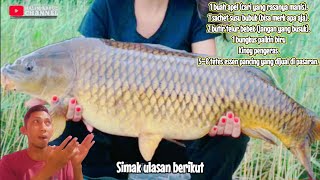 racikan mancing dari buah apel - umpan ikan mas paling jitu @HalimAbdulChannel screenshot 3