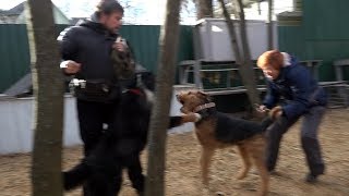 Когда собаки дерутся, что делать? Выпуск 2. Когда собаки дерутся, что делать? Выпуск 2.