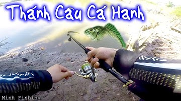Kéo Gần 5 Kg Cá Hanh (Cá Tráp) Trong Vòng 1 Giờ Câu || Phê Như Con Tê Tê
