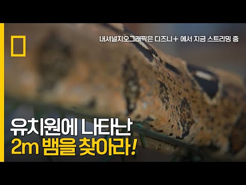 유치원에 나타난 2m 뱀을 찾아라! ｜ 스네이크 시티