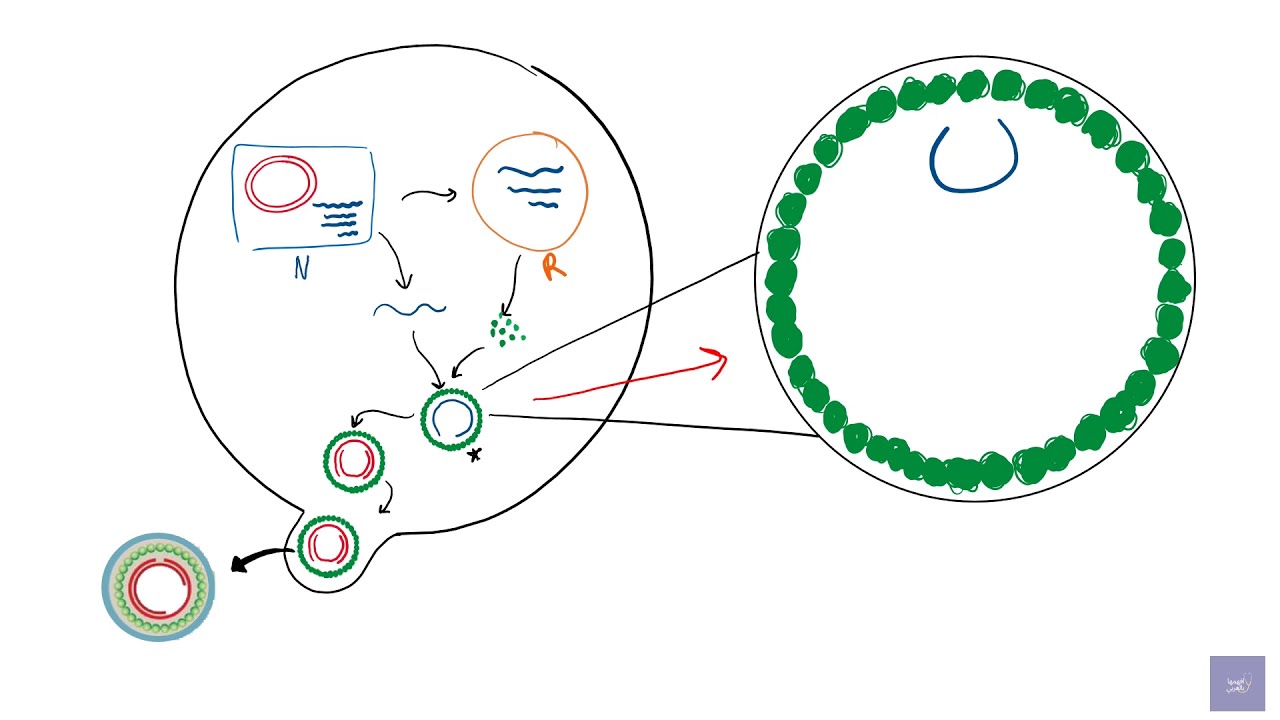 HBV replication cycle شرح