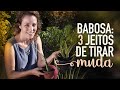 Babosa em vaso: 3 maneiras de fazer mudas de Aloe vera