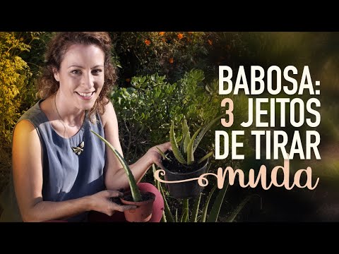 Vídeo: Como Propagar Aloe Vera Em Casa: 3 Maneiras Fáceis