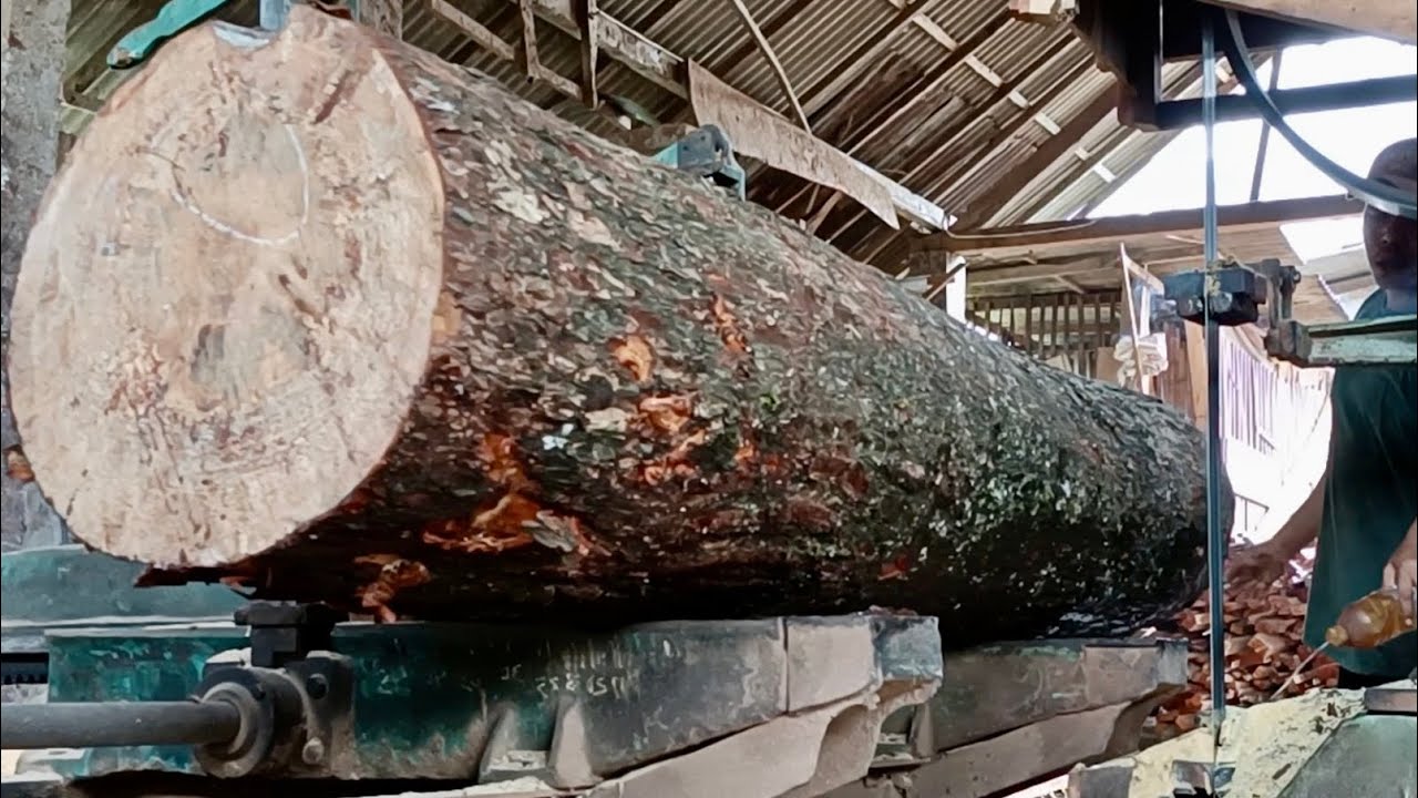 Processed Pine Pine wood is ready to be processed into thin planks - YouTube