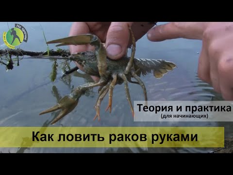как ловить раков в норах видео как ловить раков в норах видео