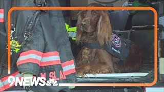 Therapy dog boosts mental health of West Metro firefighters