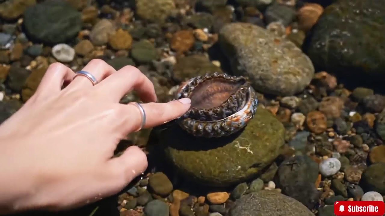 🔴 ASMR Trigger Assortment with Live Abalone | Tapping, Scraping, Slicing & Water Sounds