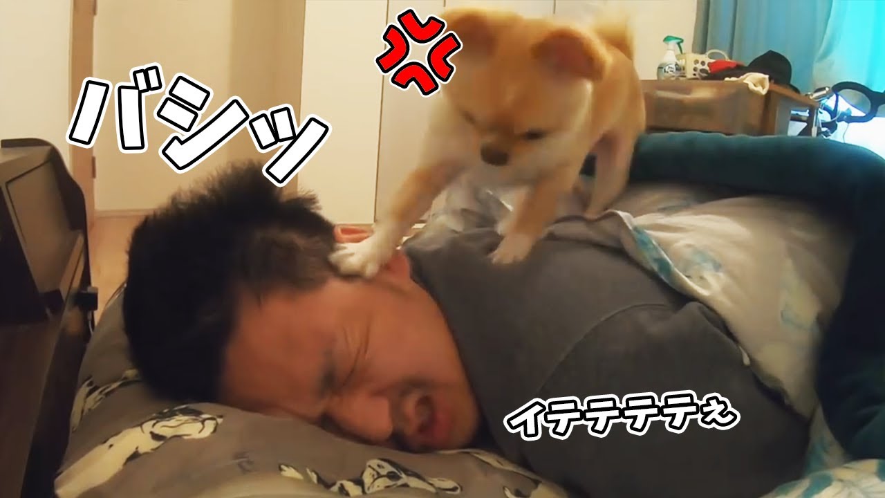 飼い主と愛犬の朝は想像を絶するバトル（ドラマ）があります。ビシバシ編【吠える】【チワワ】【dog】【chihuahua】