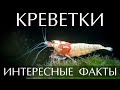 Креветки - интересные факты