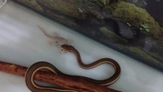 Snake Feeding mouse + lizard ابو سيور