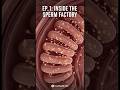 Inside the 3D "Sperm Factory" | Sperm's Journey (Ep. 1) #short