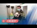 Родившейся в Московском зоопарке маленькой панде выбирают имя