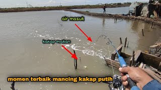 moment tepat mancing kakap putih tambak