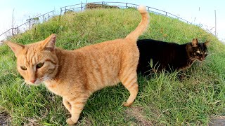 「モフって〜」と甘えてくる茶トラ猫と草を食べるのに夢中な長毛猫