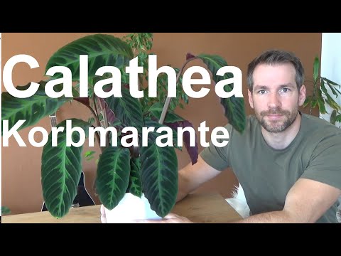Calathea Korbmarante pflege gießen düngen Standort vermehren Calathea Warscewiczii