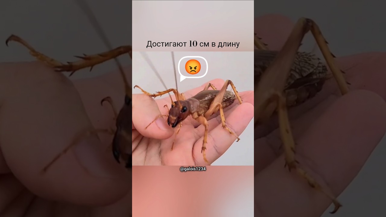 Сверчок хищник Sia ferox монстр мира насекомых 