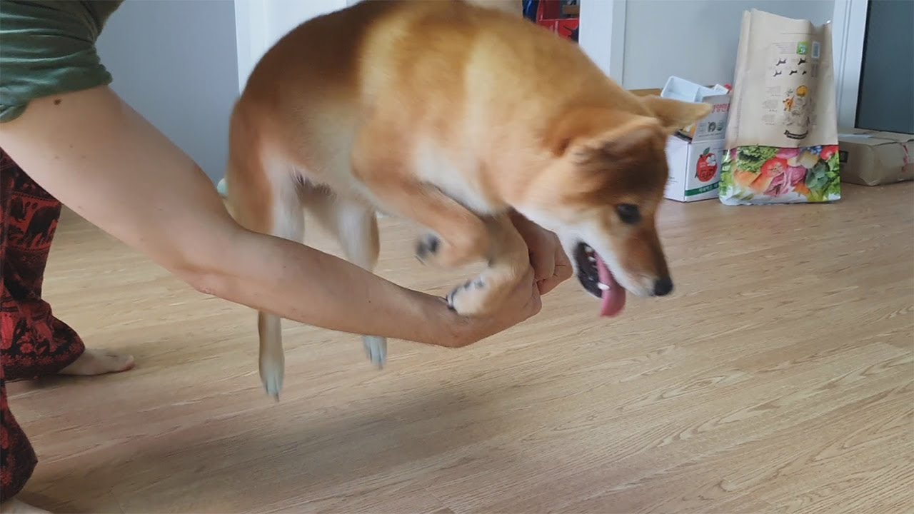 shiba inu сайт shiba inu сайт