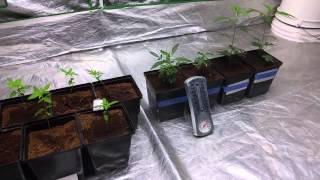 Obi Wan OG Update & Plans...