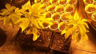 BEGINNING  2016 OMMP GROWING MARIJUANA GARDEN,CRACKING SEEDS,PLANTING MANGO KUSH,DIESEL,FIRE