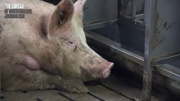 The Bureau of Investigative Journalism - videos