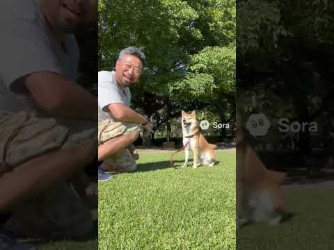 柴犬とおじさん2