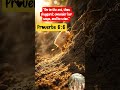How to become wise |  چیونٹی سے سیکھو | Proverbs 6:6@WalkwithJesus-x6h #bibleverse#bibleshorts