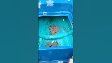 Bắt hàng chục kg ốc len rừng sâu và vọp siêu khủng