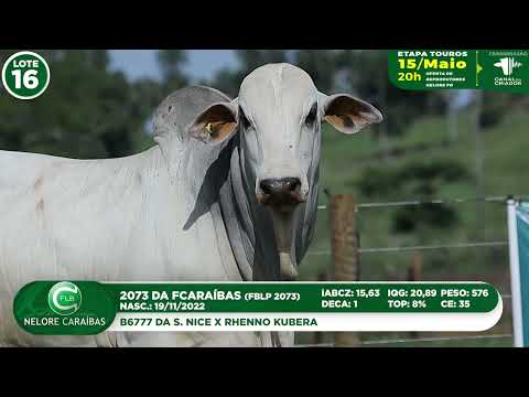 LOTE 16   FBLP 2073