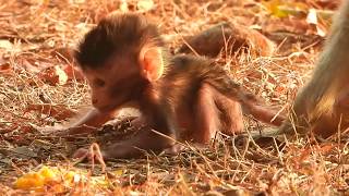 Abandoned baby monkey Calvin he have good health and he can walk near Casi and Celine | Part 33
